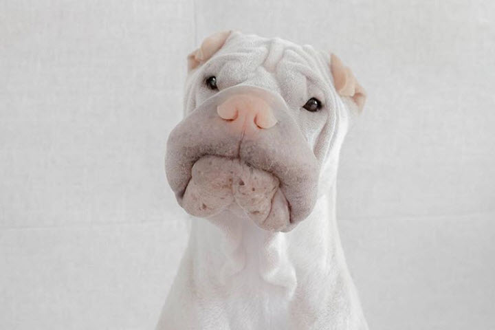 Illustration de l'article : 17 photos de chiens Shar-Pei prouvant qu'une peau plissée peut être la plus jolie des choses